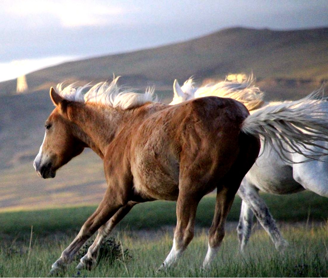 草原上奔騰的馬兒。普布桑杰攝