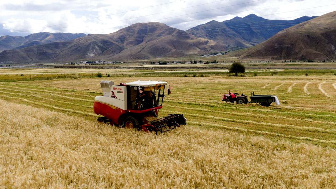 抗疫情、保秋收。洛克攝