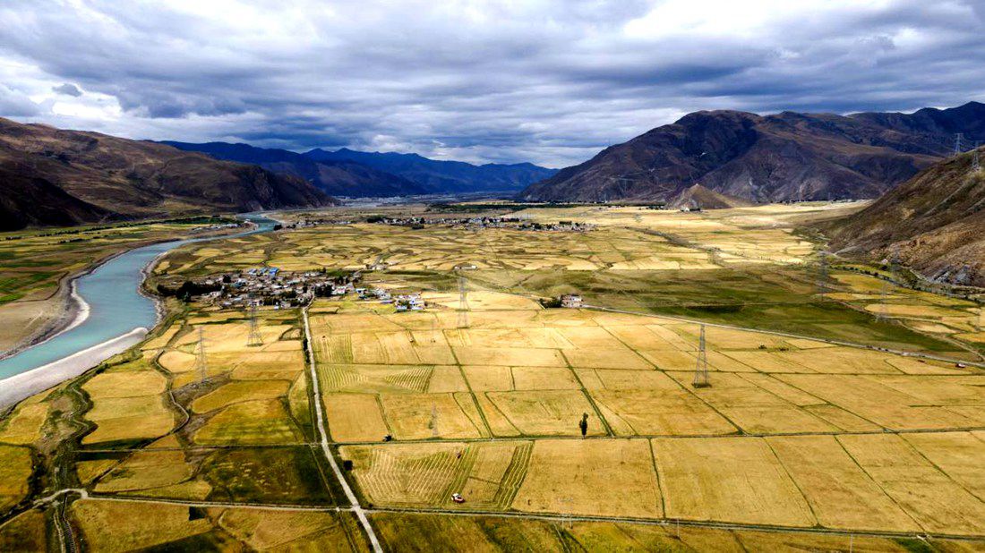 等待豐收的田野。洛克攝