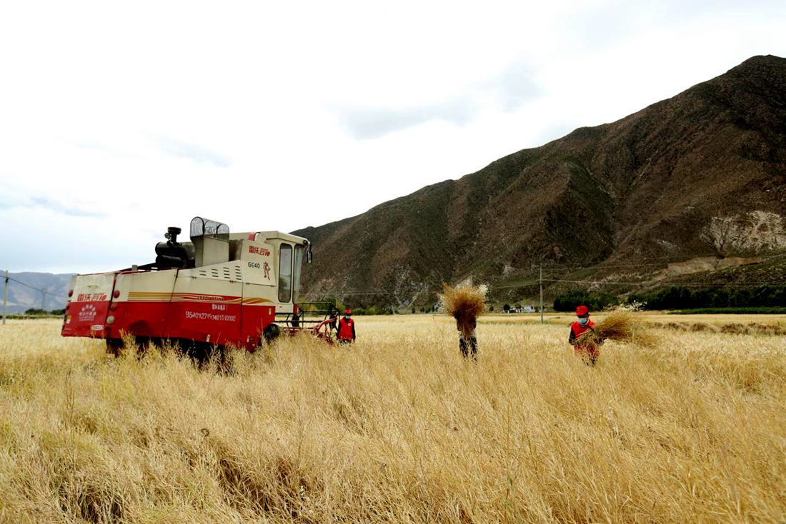 希望的田野。洛克攝
