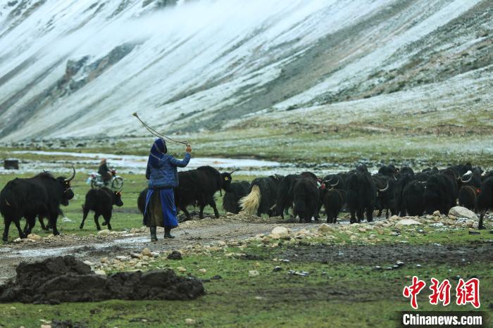 圖為牧民在趕牦牛?！÷蹇?攝