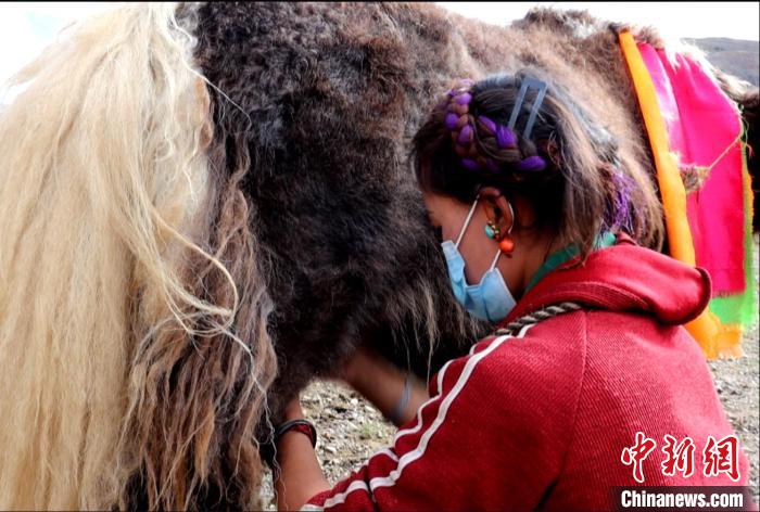 圖為牧民正在擠奶?！∪湛t文聯(lián)供圖