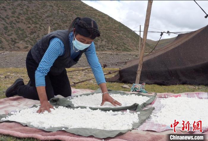 圖為牧民正在制作奶渣?！∪湛t文聯(lián)供圖