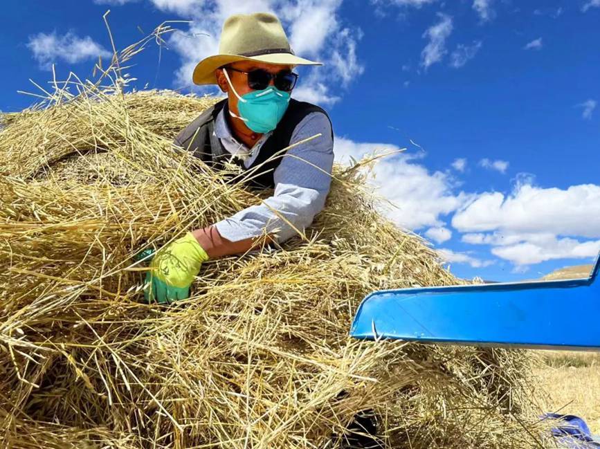 西藏吉?。簬愠两襟w驗秋收打場【3】