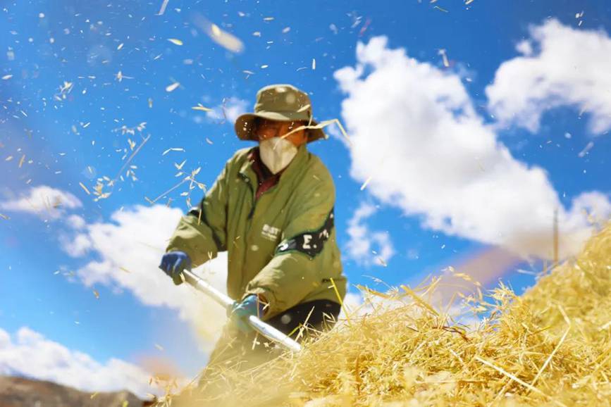 西藏吉?。簬愠两襟w驗秋收打場【5】