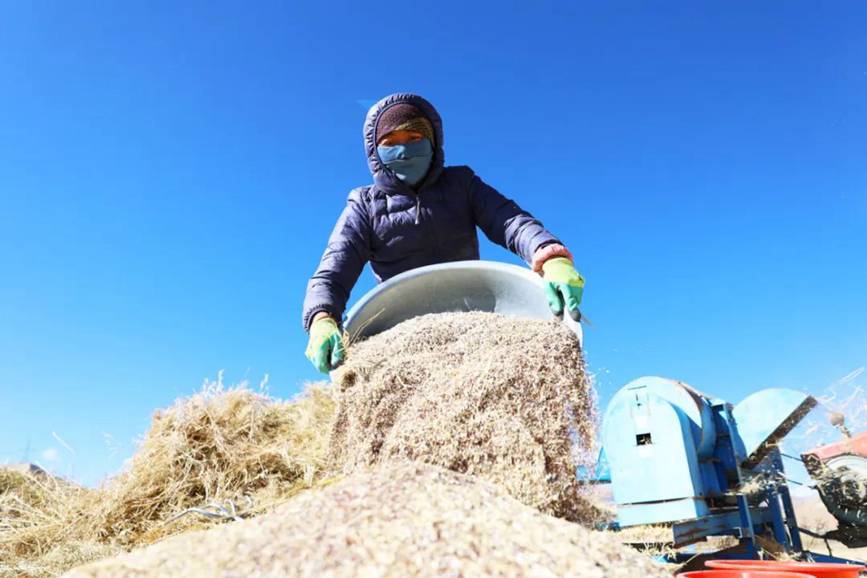 西藏吉?。簬愠两襟w驗秋收打場【8】