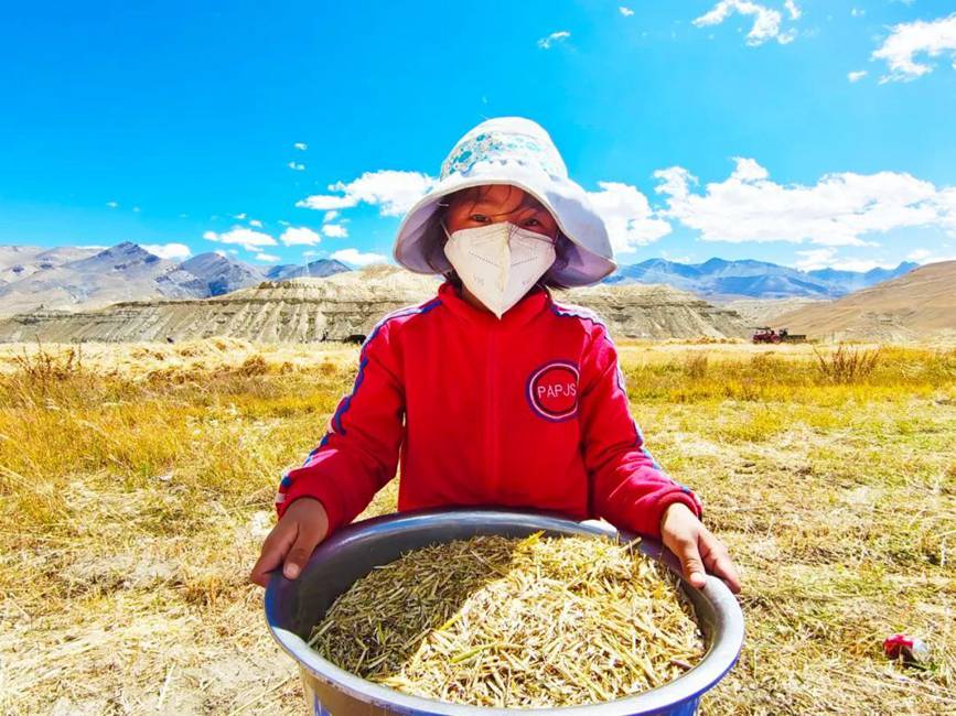 西藏吉?。簬愠两襟w驗秋收打場【9】