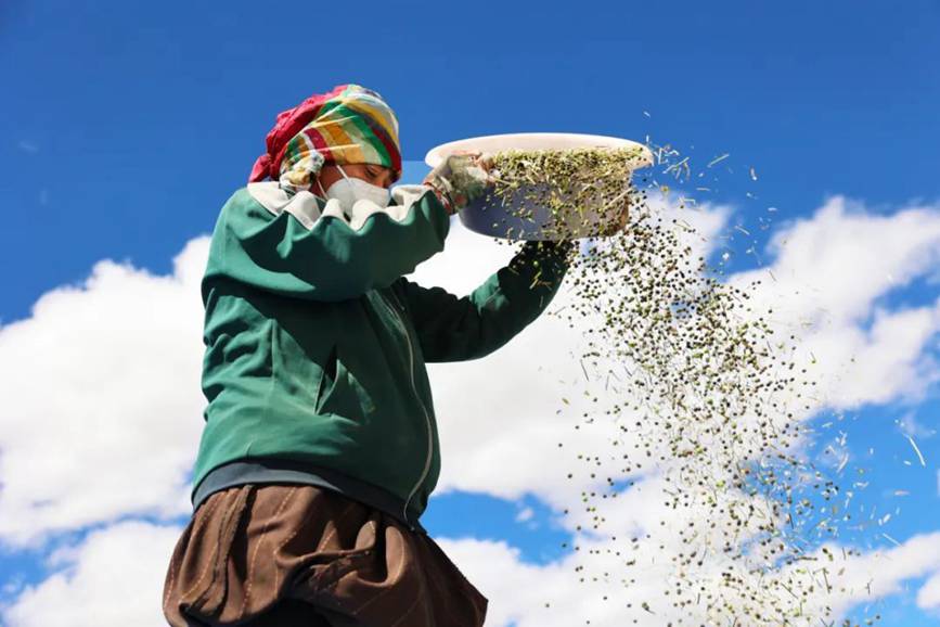 西藏吉?。簬愠两襟w驗秋收打場【11】