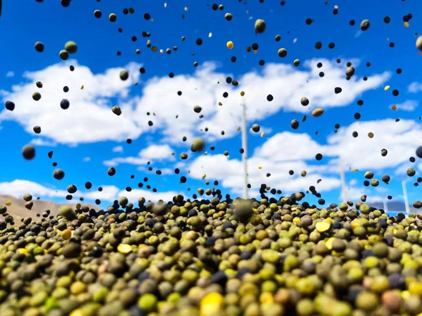 西藏吉?。簬愠两襟w驗秋收打場【14】