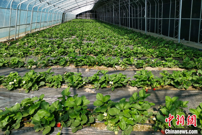 圖為10月21日，康馬縣薩馬達(dá)鄉(xiāng)高原溫室大棚內(nèi)的草莓長(zhǎng)勢(shì)良好。<a target='_blank' href='/'><p  align=