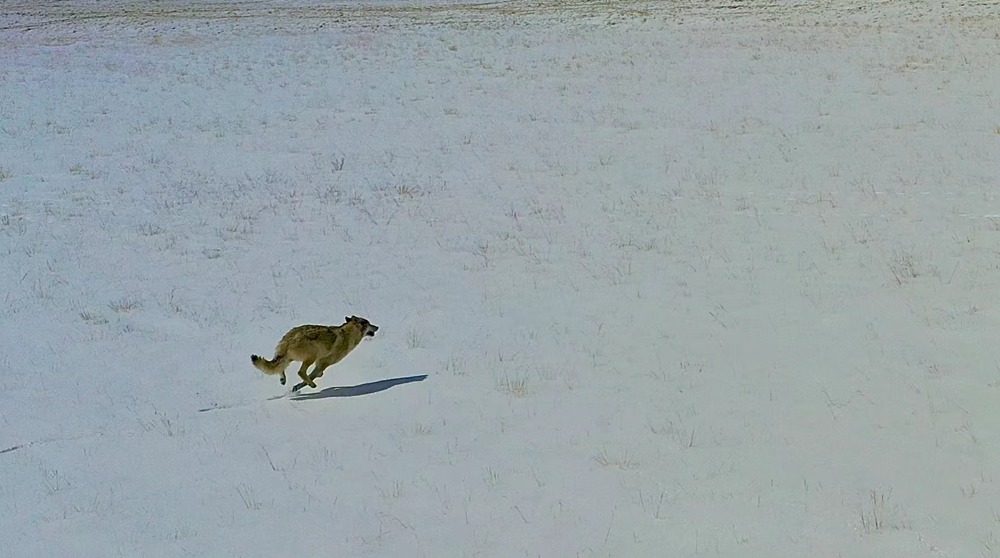 雪地里疾馳的阿里“狼”。
