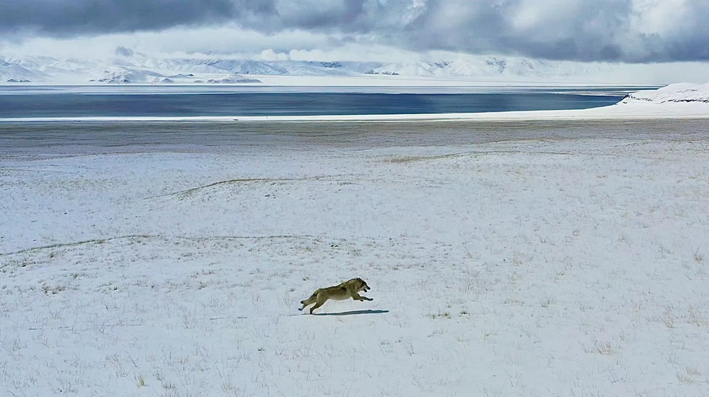 雪地里疾馳的阿里“狼”。