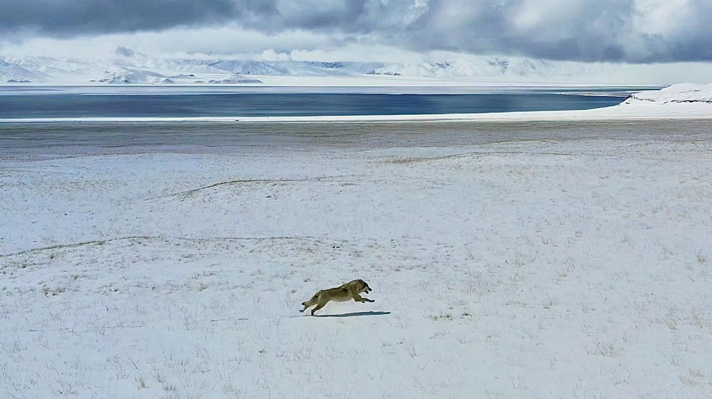 雪地里疾馳的阿里“狼”。
