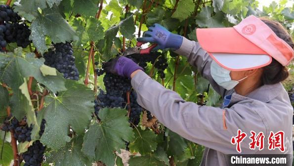 圖為當?shù)卮迕癫烧咸选！∩侥仙Ｈ湛h委宣傳部提供