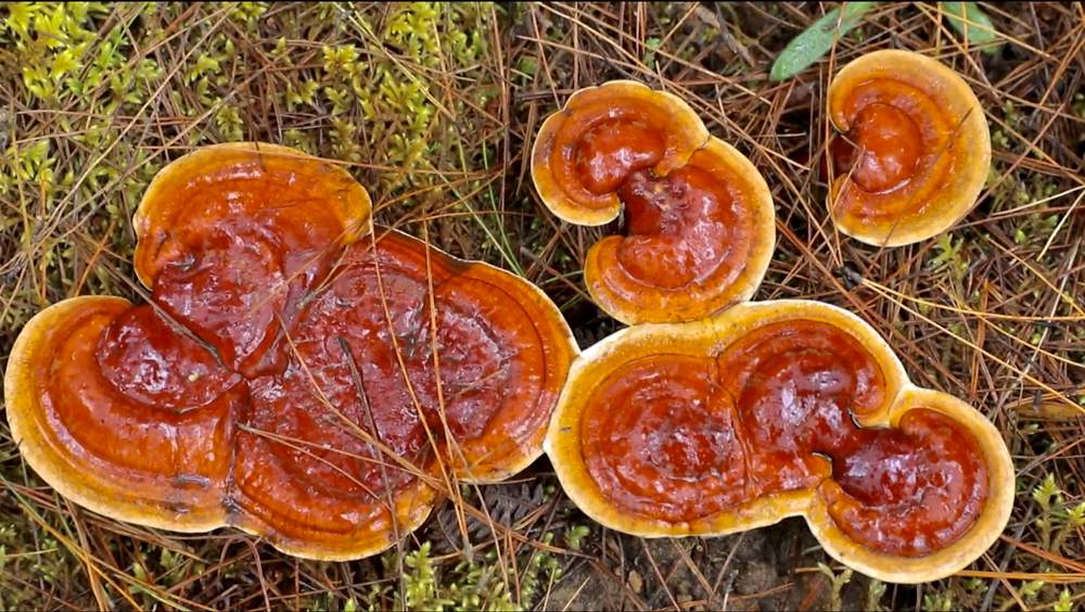 破土而出的靈芝宛如一把把撐開的“小雨傘”。