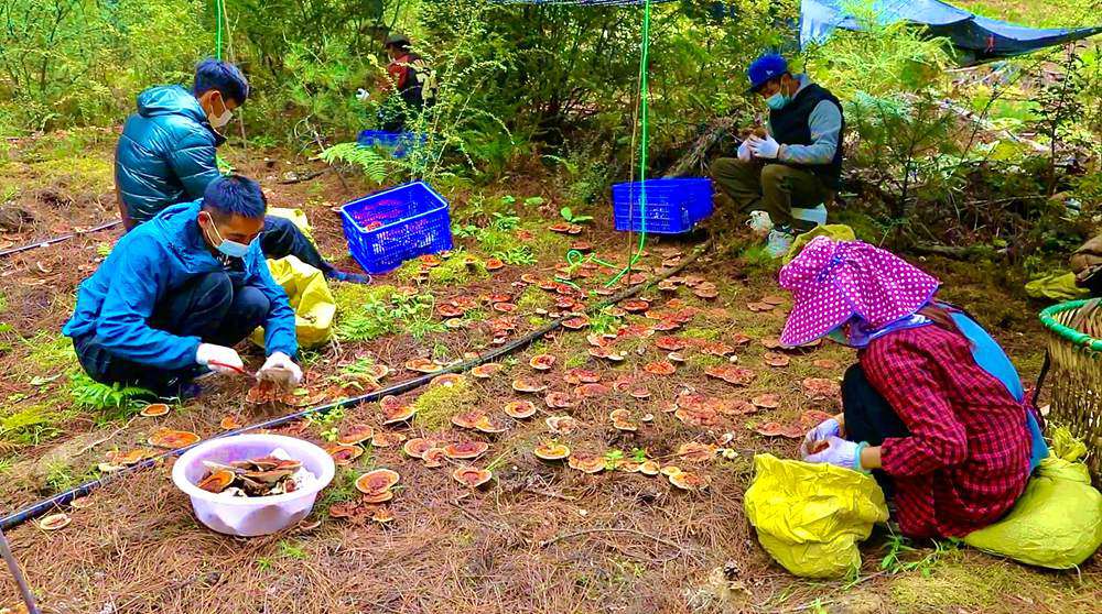 采摘靈芝。