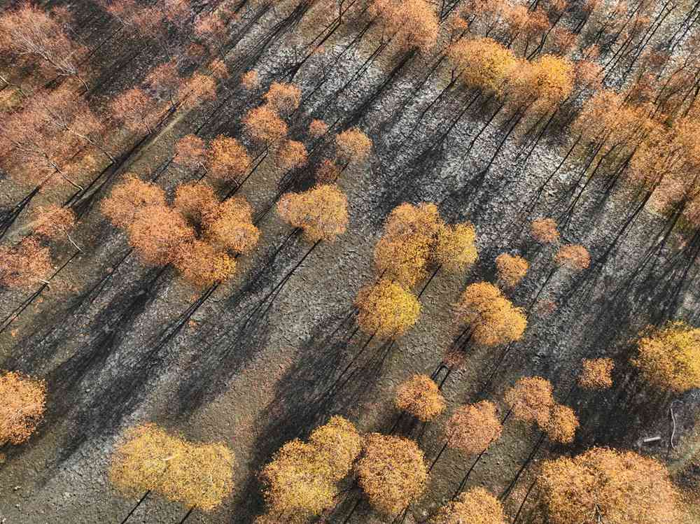 入冬時節(jié)，雅魯藏布江畔的樹林一片金黃。