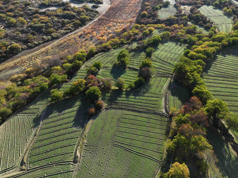 雅魯藏布江畔的高原梯田。