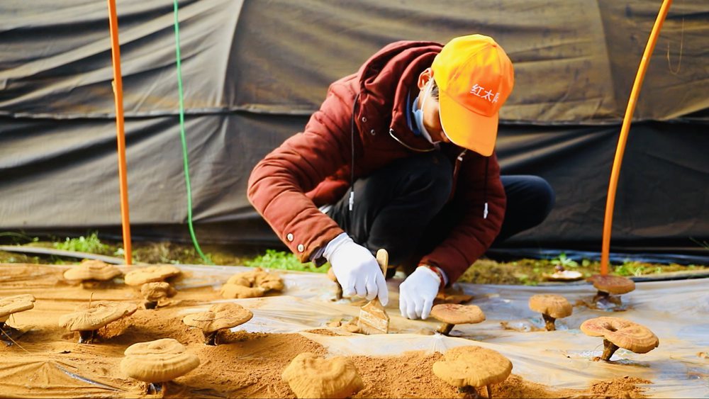 采收靈芝孢子粉。