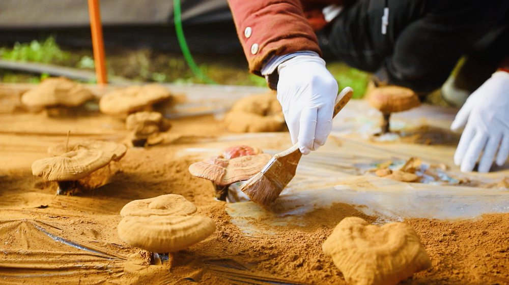 采收靈芝孢子粉。