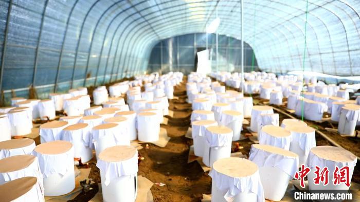 圖為靈芝套袋。　鄧巴 攝