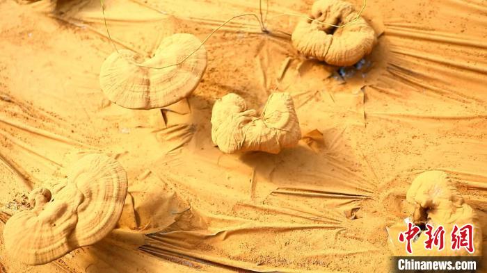 圖為靈芝基地內(nèi)孢子粉布滿塑料膜?！〉录?攝