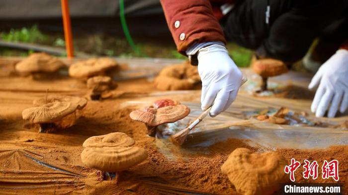 圖為農(nóng)民采收靈芝孢子粉?！〉录?攝