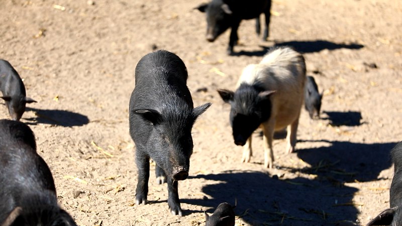 藏香豬在覓食。
