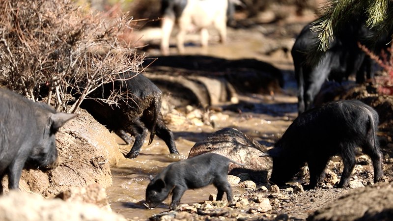 藏香豬在喝水。