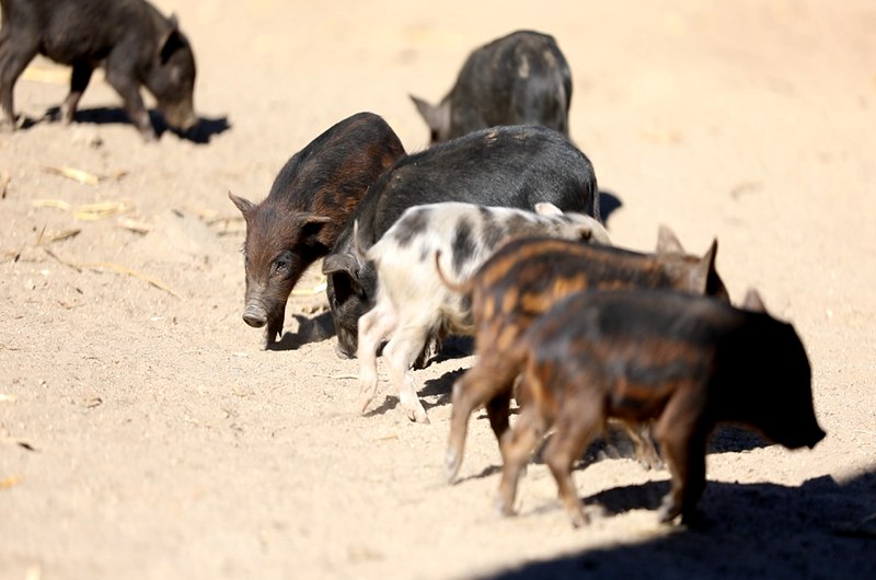 藏香豬在覓食。