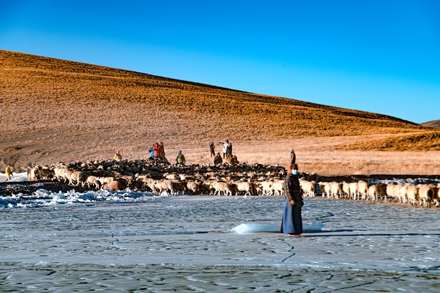 牧民趕著羊群，準(zhǔn)備通過冰面。 覃穎華攝