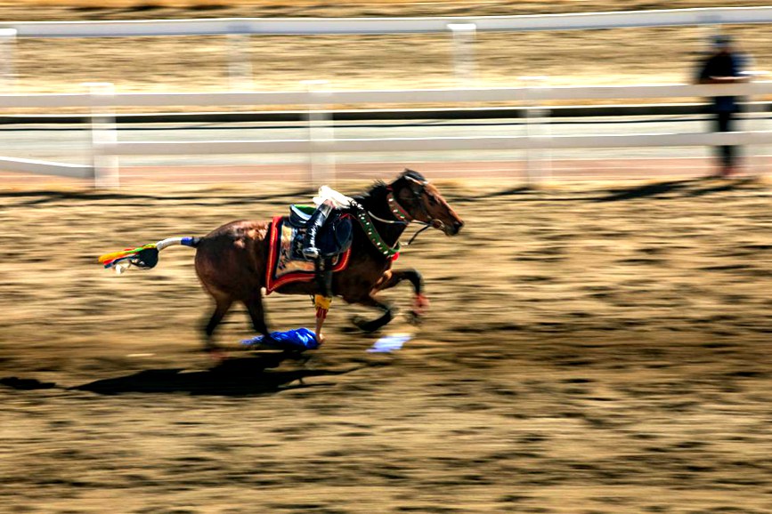 藏歷新年，精彩的馬術(shù)表演。張靜攝