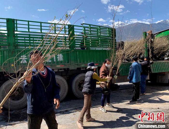 民眾搬運(yùn)苗木?！〔际忻⒖悼h委宣傳部供圖