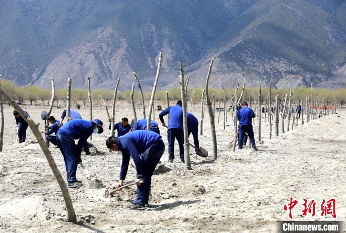 林芝市巴宜區(qū)森林消防中隊(duì)志愿服務(wù)隊(duì)熱火朝天的植樹現(xiàn)場?！∥骼@拉翁 攝