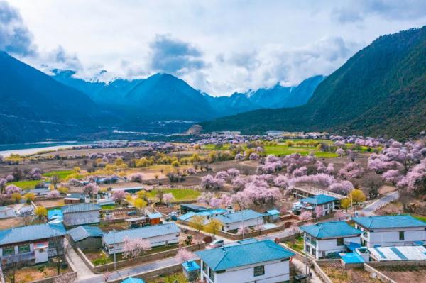 人間桃花源！林芝桃花有多絕？