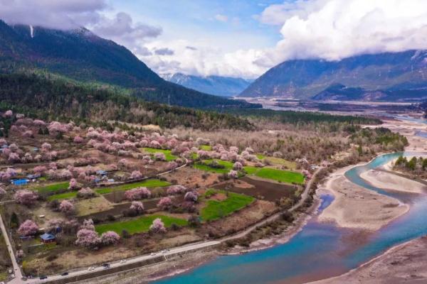 人間桃花源！林芝桃花有多絕？