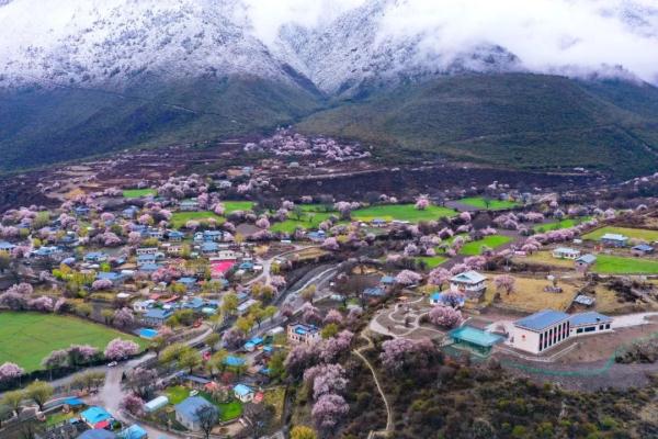 人間桃花源！林芝桃花有多絕？