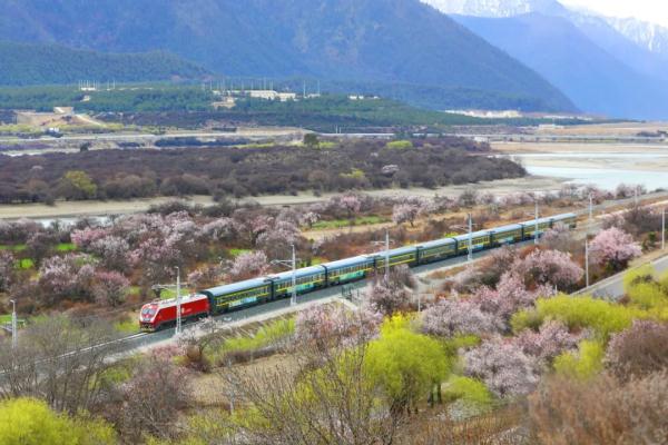 人間桃花源！林芝桃花有多絕？