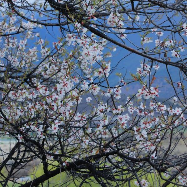 人間桃花源！林芝桃花有多絕？