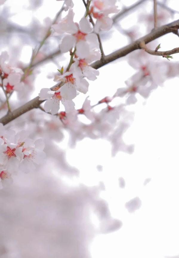 人間桃花源！林芝桃花有多絕？