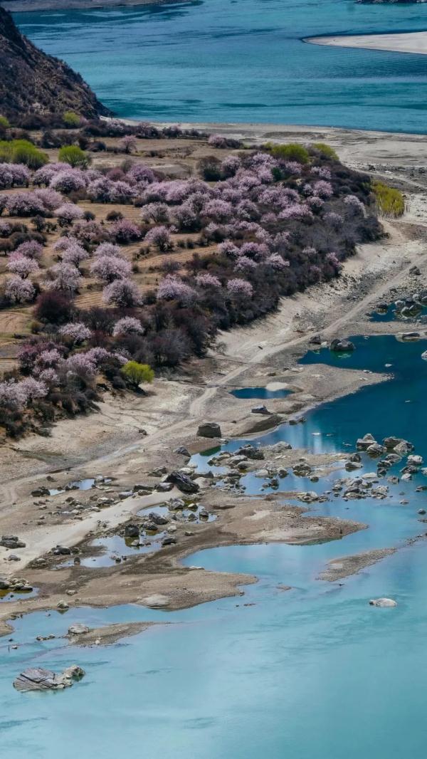 人間桃花源！林芝桃花有多絕？