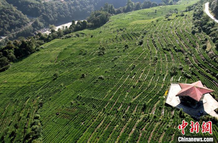圖為西藏林芝市墨脫縣果果塘大拐彎附近的茶田。(無(wú)人機(jī)照片) 李林 攝