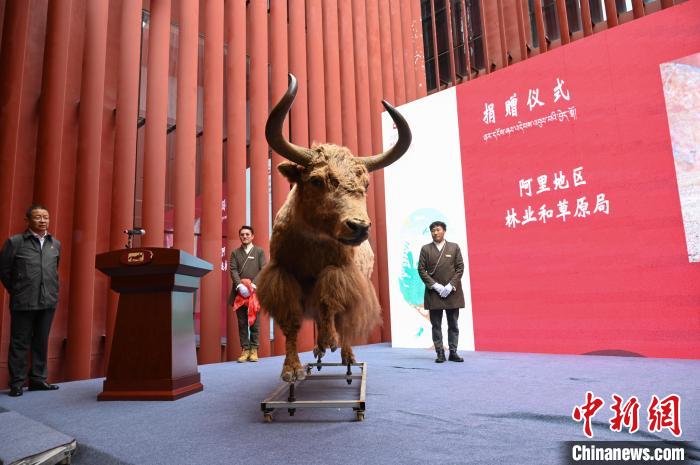 圖為阿里地區(qū)林草局捐贈的金絲野牦牛標本?！≮w朗 攝