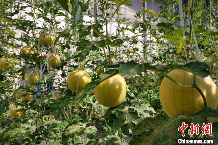 圖為康馬縣大棚內(nèi)的金太陽西瓜。　劉建軍 攝