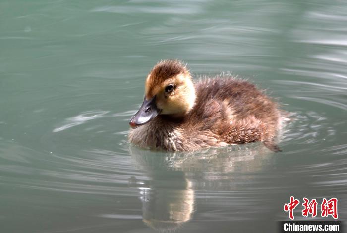 圖為6月22日，棲息在拉魯濕地的白眼潛鴨?！±盍?攝