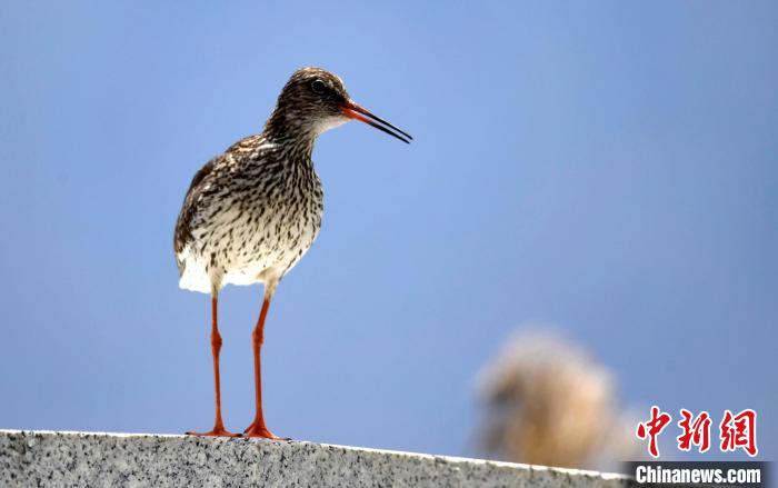 圖為6月22日，棲息在拉魯濕地的紅腳鷸?！±盍?攝