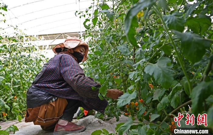 圖為巴珍在地里勞作。　趙朗 攝