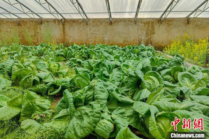 公珠湖執(zhí)勤點的大棚蔬菜，種菜是該執(zhí)勤點輪換民警們的日常。　龍小鳳 攝