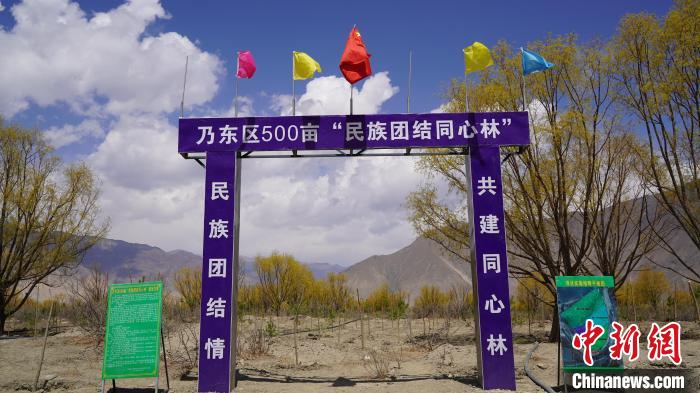 圖為“民族團結(jié)同心林”項目?！∧藮|融媒供圖