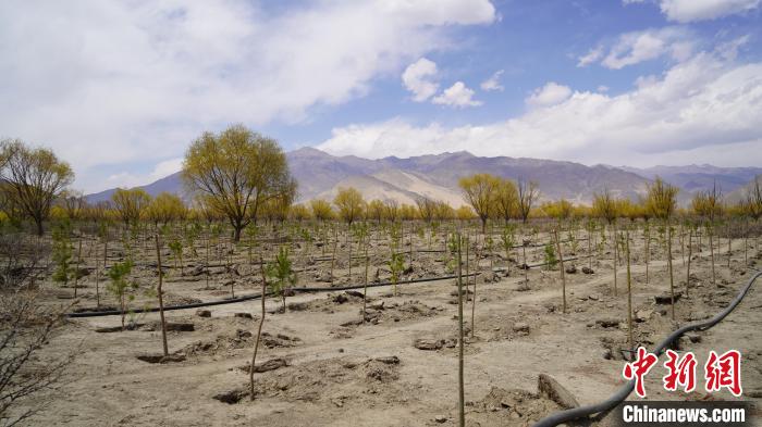 圖為位于乃東區(qū)雅魯藏布江河畔的“民族團結(jié)同心林”已初具雛形。　乃東融媒供圖